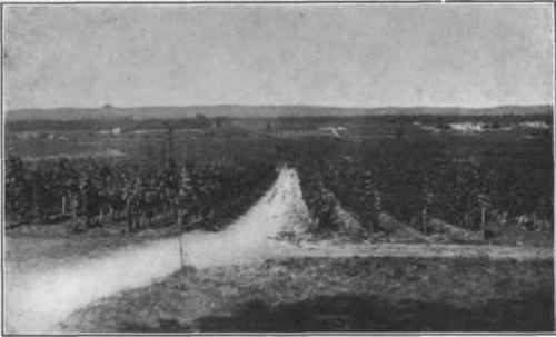 Fig. 20.   Chateau Yquem Vineyard looking north toward the Garonne. The hills in the distance are on the left bank of the river.