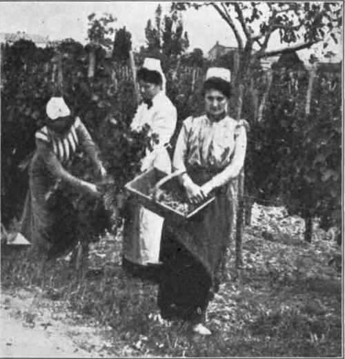 Fig. 20.   Grape gathering at Saint Emillion. (Courtesy of Barton and Guestier.)