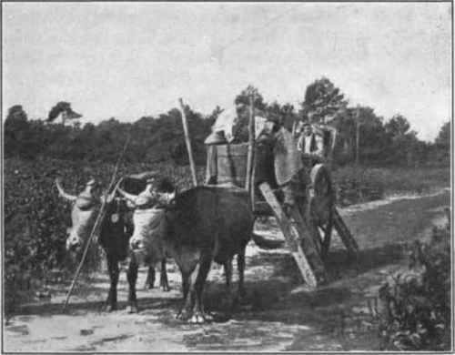 Fig. 26. In Medoc, bearers emptying their