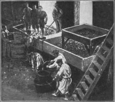 Fig. 30.   Vintage in the tubs   tramping the grapes. (Courtesy of