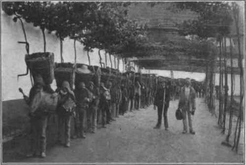 Fig. 37.   Carrying grapes to the Lagar for pressing. (From Challoner.)