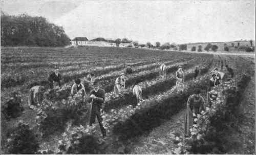 Fig. 38. View of the vineyards at. Charroux.