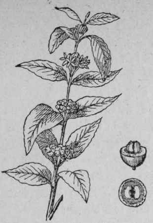 Kola 122