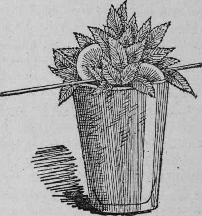 Mint Julep