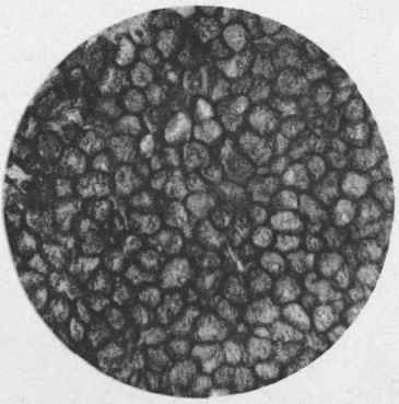 Cocoa Xll5 Section Of Cotyledon