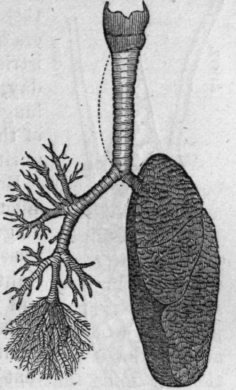 Fig. 2S.