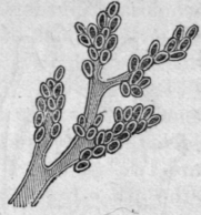 Fig. 30: