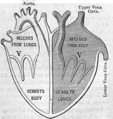 Fig. 33.
