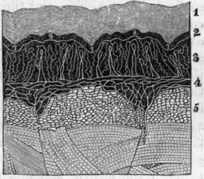 Fig. 55.
