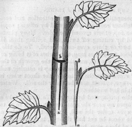 Fig. 64.