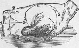 Fore Quarter of Lamb.