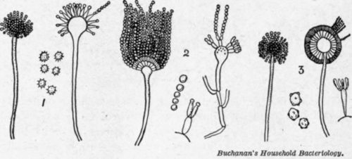 Fig. 28. Three species of mold.