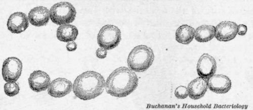 Fig. 29. One form of yeast.