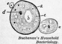 Fig. 30. A yeast cell.