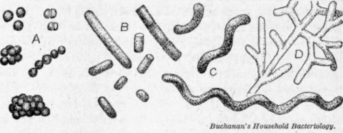 Fig. 31. The four types of bacterial cells. A, cocci. B, bacilli. C, spirilla. D, branched filamentous organism.
