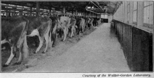 Fig. 43.   A modern cow house.