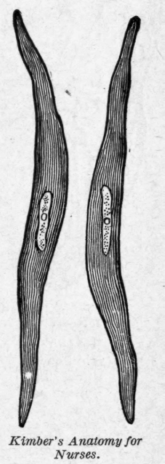 Fig. 57. Fiber cells of plain muscular tissue.