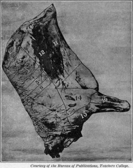 Fig. 60.   The fore quarter of beef, hanging.