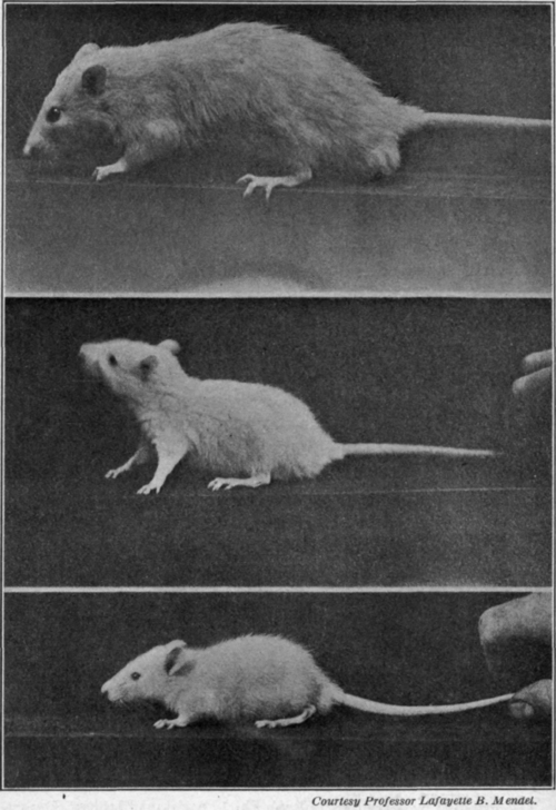 Fig. 74. The effect of food on growth. Reprinted from publication of the Carnegie Institution.