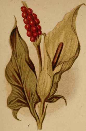 1. Cuckoo Pint.