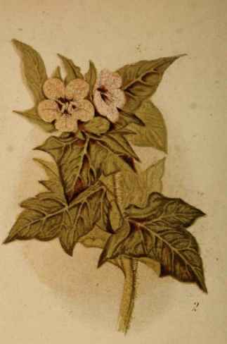 2. Henbane.