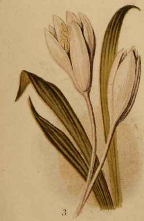 3. Meadow Saffron.
