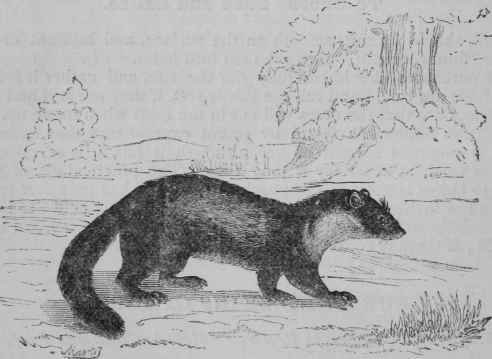 Beech or Stone Marten (Maries fagorum, Ray).