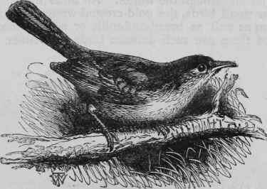 Blackcap.