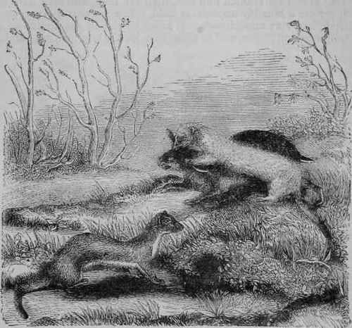 Ermines (M. erminea, Linn).
