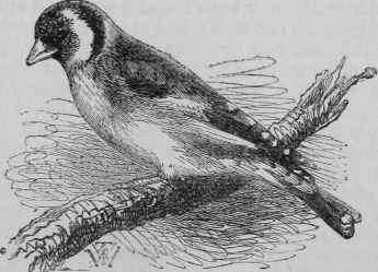 Goldfinch.