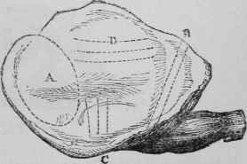 Shoulder of Mutton.