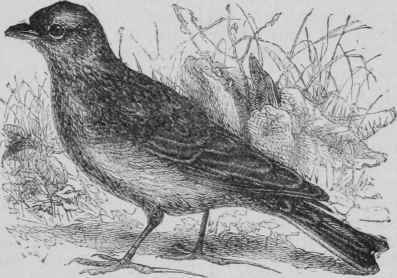 Skylark.