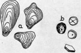 Fig. 14. Starch Much Magnified a, Potato Starch; b, Corn Starch