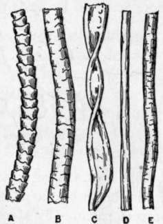 Fig. 17. Textile Fibres Much Magnified, a, Wool; b, Mohair; C, Cotton; d, Silk; e, Linen