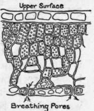 Fig. 31. Section Through a Leaf
