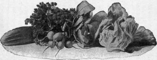 Salad plants cucumber, Parsley, Radishes, Cabbage, Lettuce