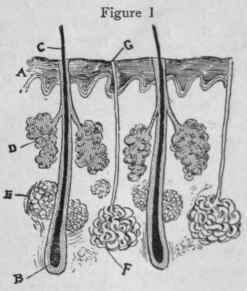 A. Epidermis