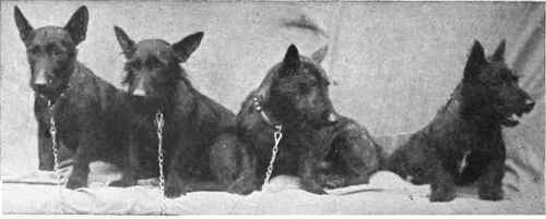 A group of typical Scotties [Photo, M. I. Hunt