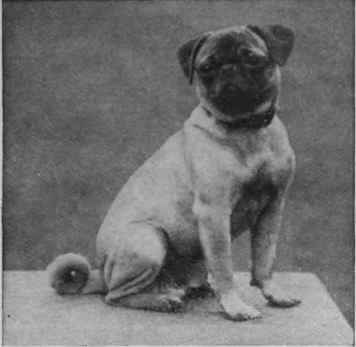 A splendid example of a magnificent pug Champion the Marquis the property of Miss C. Rosa Little