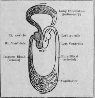 Diagram showing the circulation of the blood