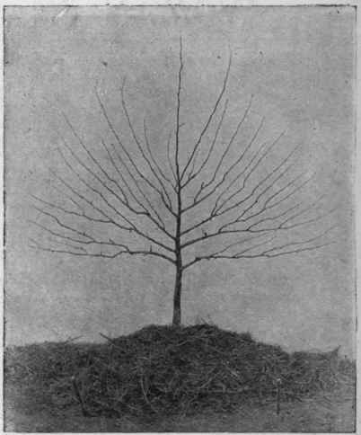 Fan trained fruit tree, protected for winter by straw or bracken Copyright Veith