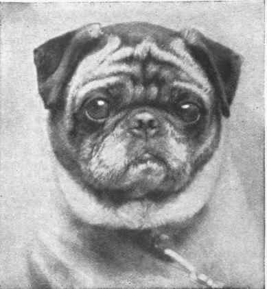 Miss L Burnett's Champion Master Jasper an excellent example of correct expression