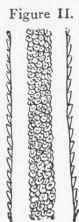 Pith of human hair, showing its composition of cells