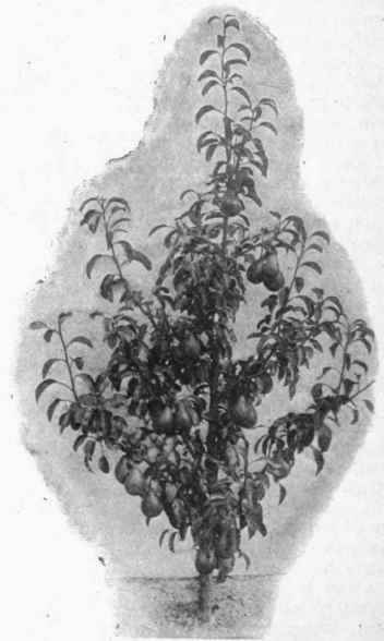 Pryamid Pear in Fruit Louise Bonne de Jersey Peai Photo by Drake Copyright: J. Veitch & Sons, Chelsa