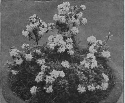 Rhodoldendon intricatum in bloom. This plant is eminently suited for forcing ina greenhouse copyright: Veitch