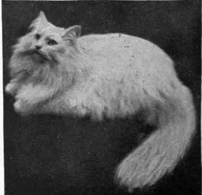 The Hon. Mrs. Clivc Behrcn's white Persian,Ch. Swinton