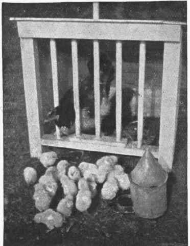When the mother hen has hatched out her brood, and the chicks are thoroughly dry and active, they should be transferred to a roomy coop placed in the open