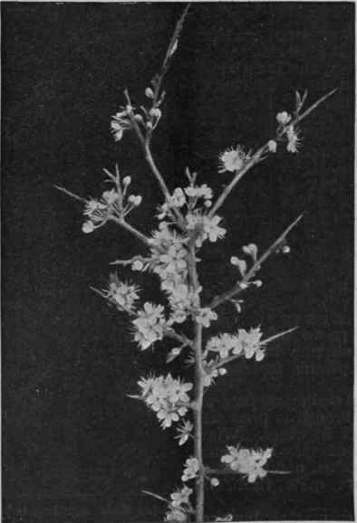 Wild plum, which may be secured in any hedgerow, expands perfectly in a warm room any time after Christmas