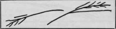 4. Tasselled lines