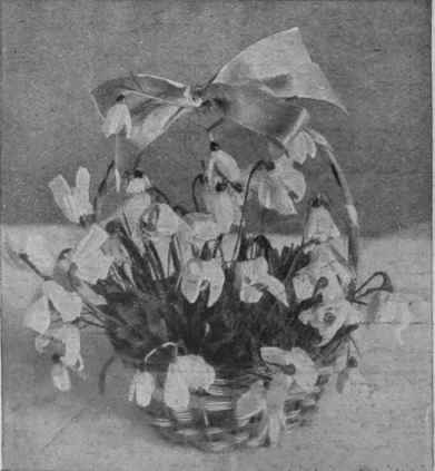 A basket of snowdrops growing in a tin of wet silver sand